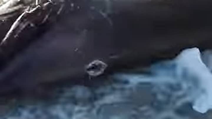 死鲨鱼被冲上利比亚海滩，剑鱼的“刀锋”被卡在里面