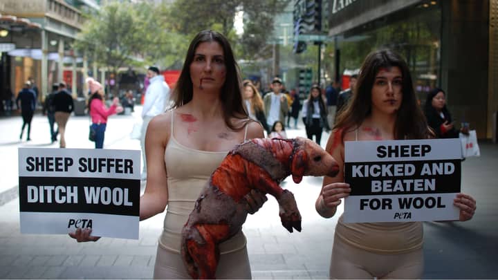 素食主义者在抗议羊毛期间持有流血的“ shorn绵羊”
