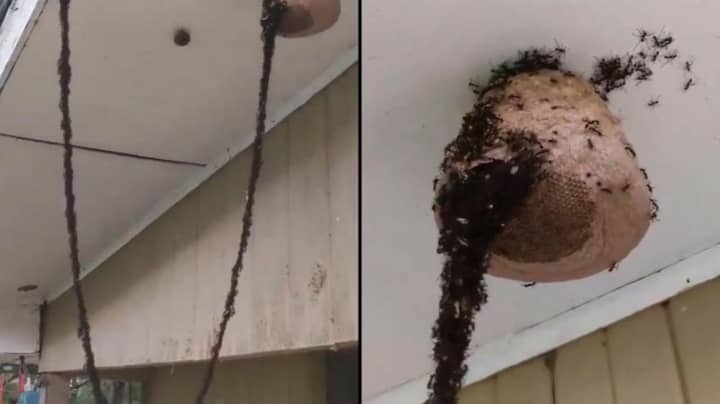 令人难以置信的镜头显示数百万蚂蚁一起建造桥梁以攻击黄蜂的巢