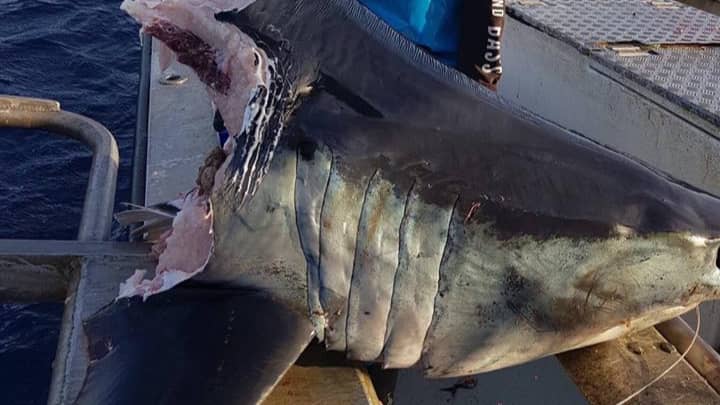 澳大利亚渔民发现100公斤鲨鱼头被东西咬伤了